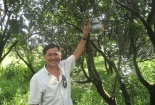 Giá bưởi hồ lô cho tết Giáp Ngọ 2014 sẽ tăng cao